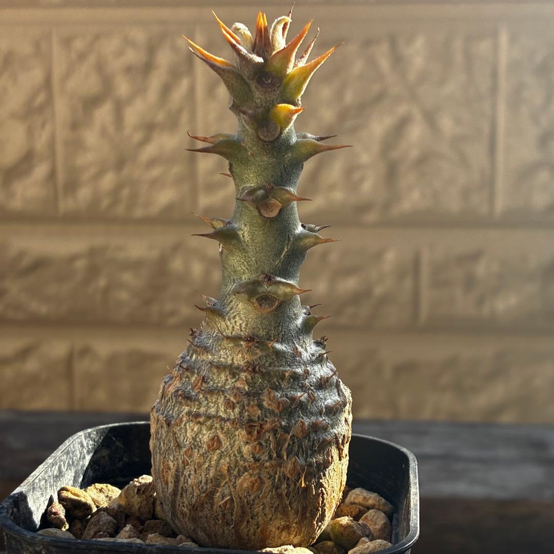 パキポディウム　ウィンゾリー　国内実生　鉢のまま発送　太め