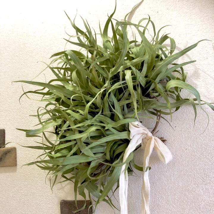 レモンユーカリリース