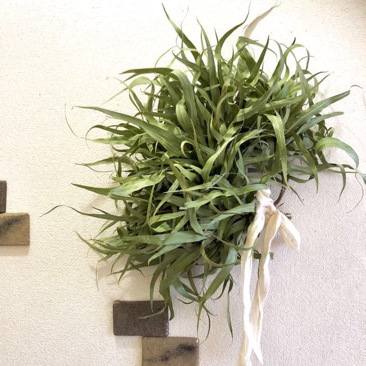 レモンユーカリリース