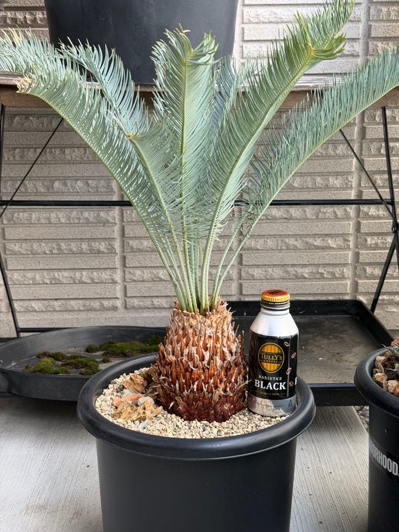 ［現地受け渡しのみ］大株サイカス カイルンシアナ