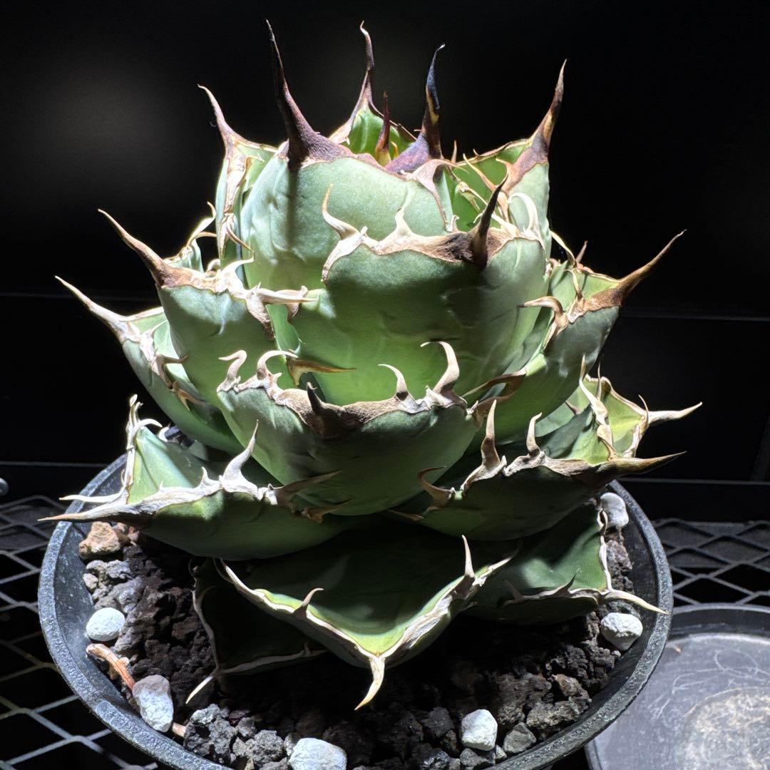 アガベ　チタノタ　ノーネーム　イラン株　大株　ローズ　レッドヴェノム　ノヴァ