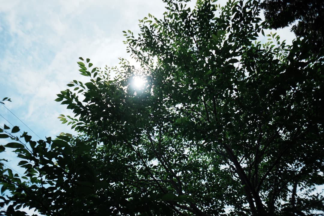 【遊べる】SONY SEL16F28 ワイド＆フィッシュアイコンバーターセット