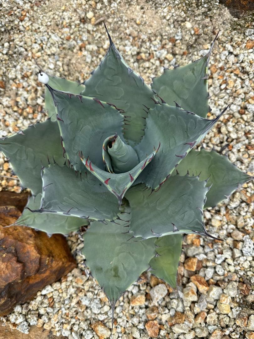 パリー　ハイブリッド　トランカータ　アプラナータ　子株付き