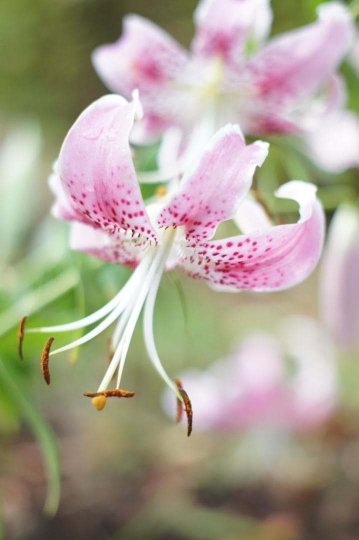 【希少・富岡光学 ヤシカ】 Auto Yashinon-DX 50mm F2