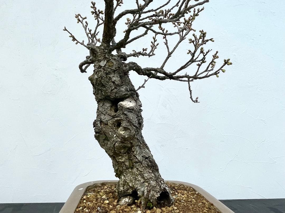 三河盆栽　野梅　ヤバイ　梅　盆栽　花物　白花　極古　荒皮　サバ幹　太幹　古木