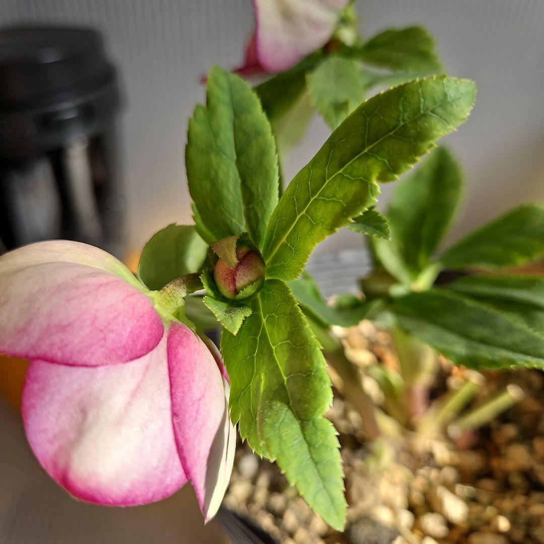 ㉖-219クリスマスローズ