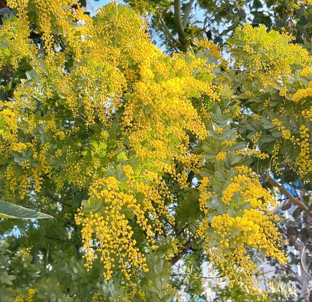 ミモザ　開花後又は蕾　8本　ミミ