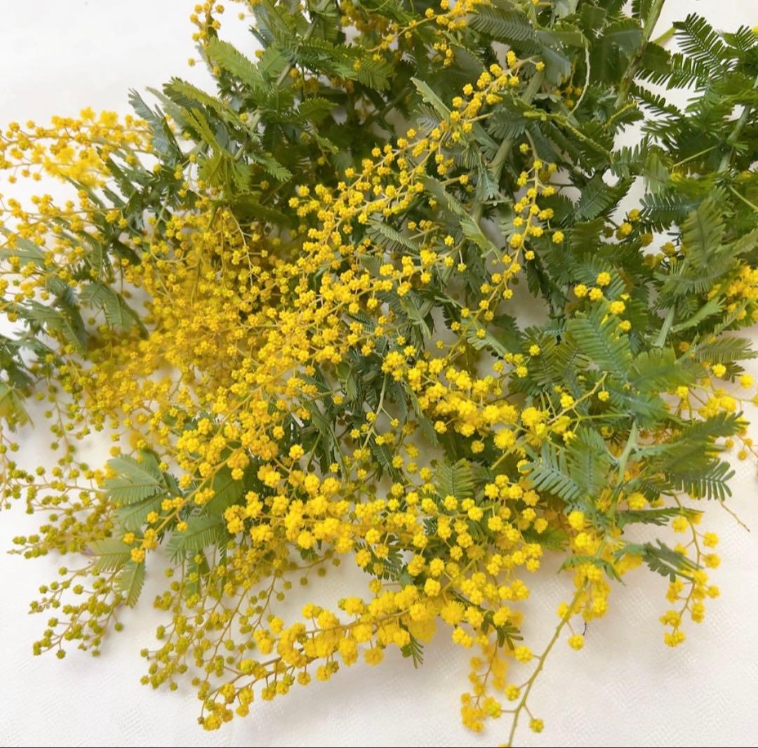 ミモザ　開花後又は蕾　8本　ミミ