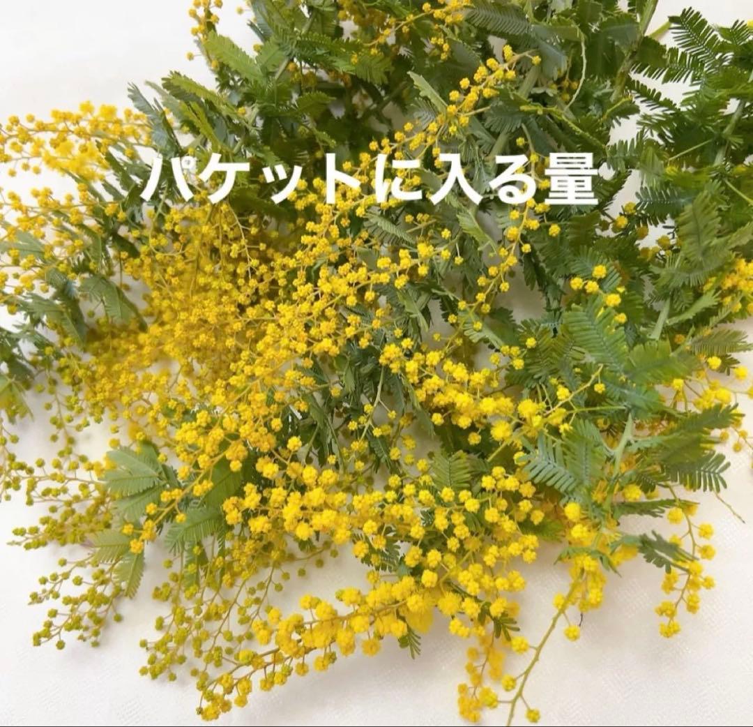 ミモザ　開花後又は蕾　8本　ミミ