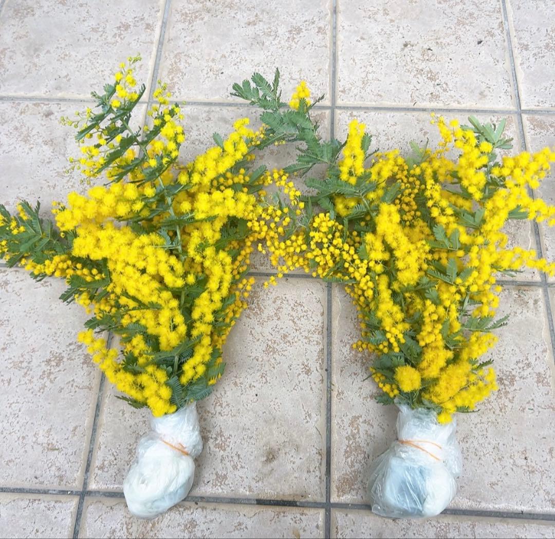 ミモザ　開花後又は蕾　8本　ミミ