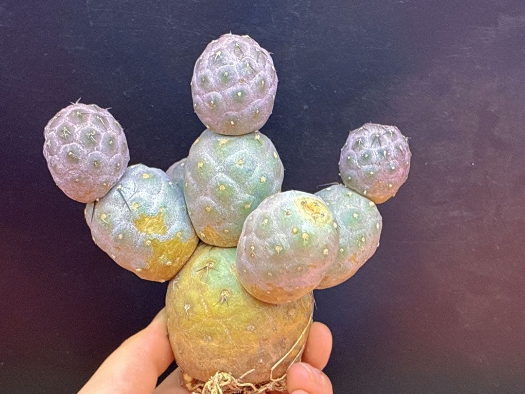 お*髭様 M-2047テフロカクタス ゲオメトリクスサボテン多頭ピンク色付き