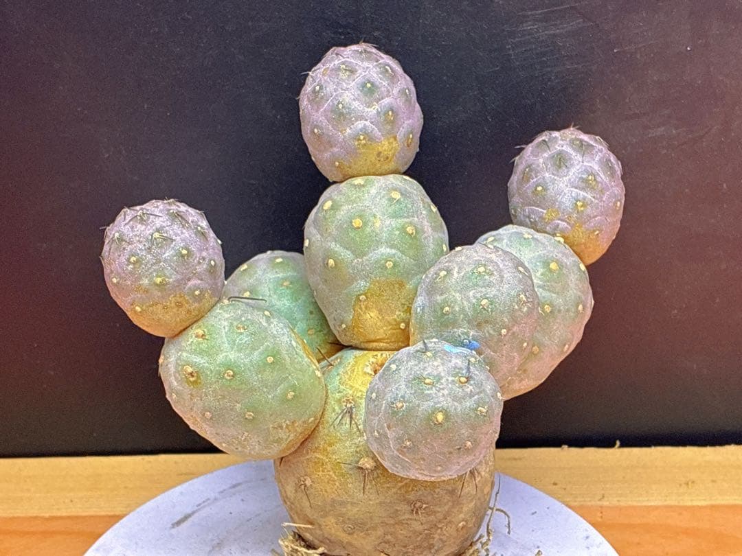 お*髭様 M-2047テフロカクタス ゲオメトリクスサボテン多頭ピンク色付き