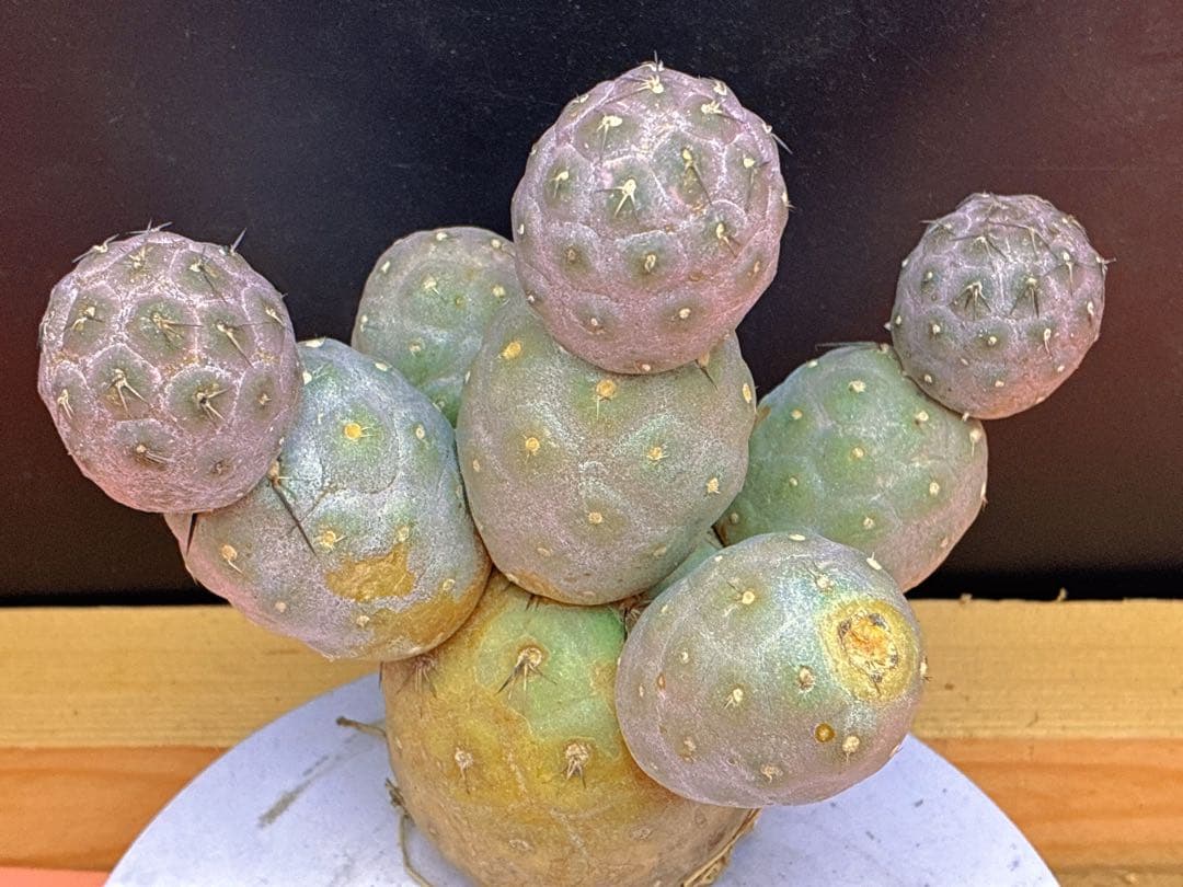 お*髭様 M-2047テフロカクタス ゲオメトリクスサボテン多頭ピンク色付き