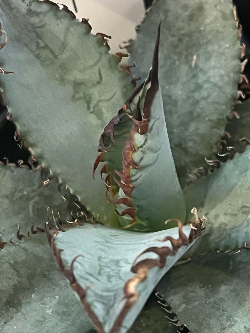 ワン太郎アガベ 9個セット販売 シーザー　パンダ　ライオンズメーン