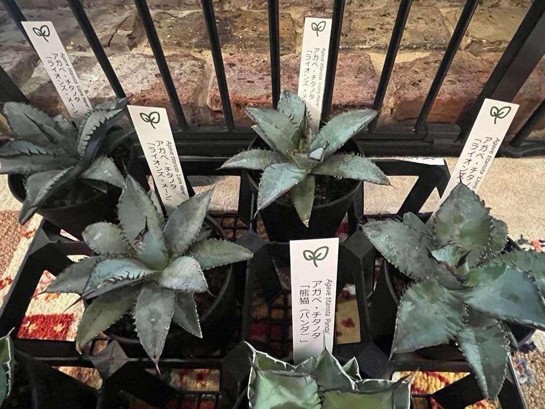 ワン太郎アガベ 9個セット販売 シーザー　パンダ　ライオンズメーン