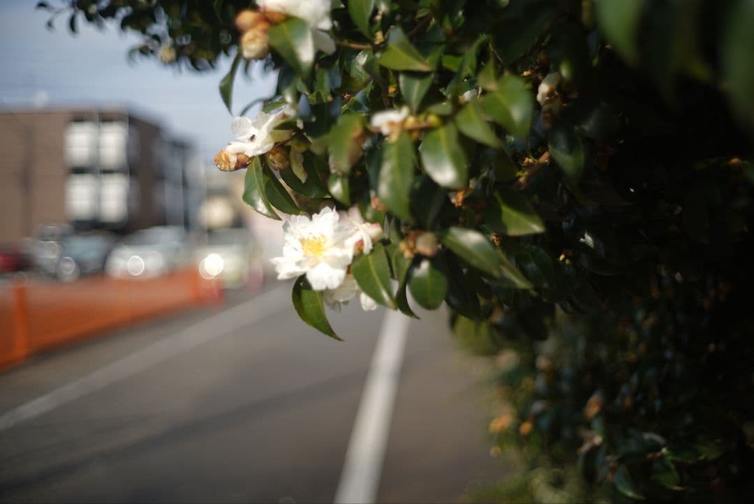 058_Leitz Summicron-c 40/2 ズミクロンC　40ミリ