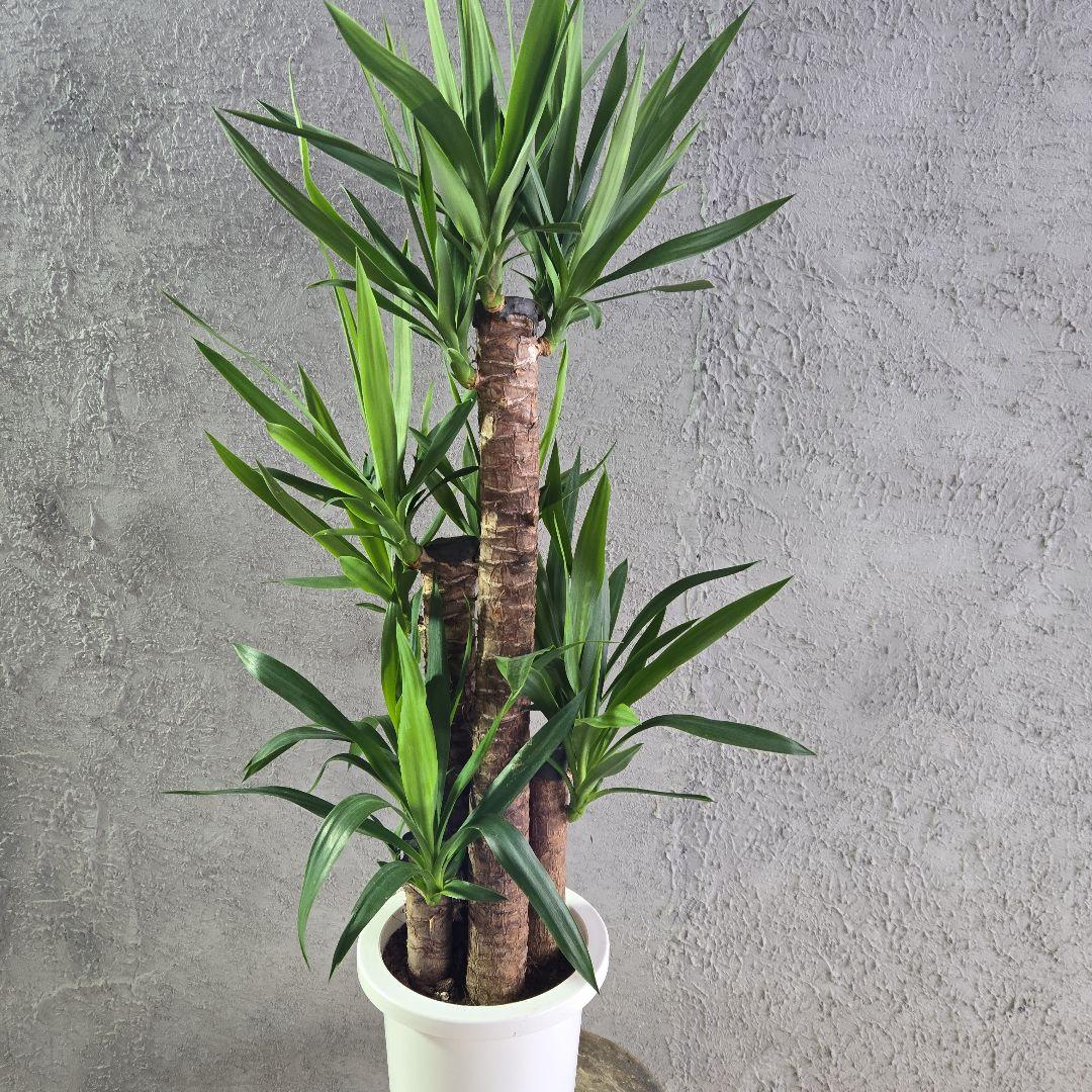 ⑱　ユッカ　エレファンテイペス　８号　特大苗木最高等級極上品‼️
