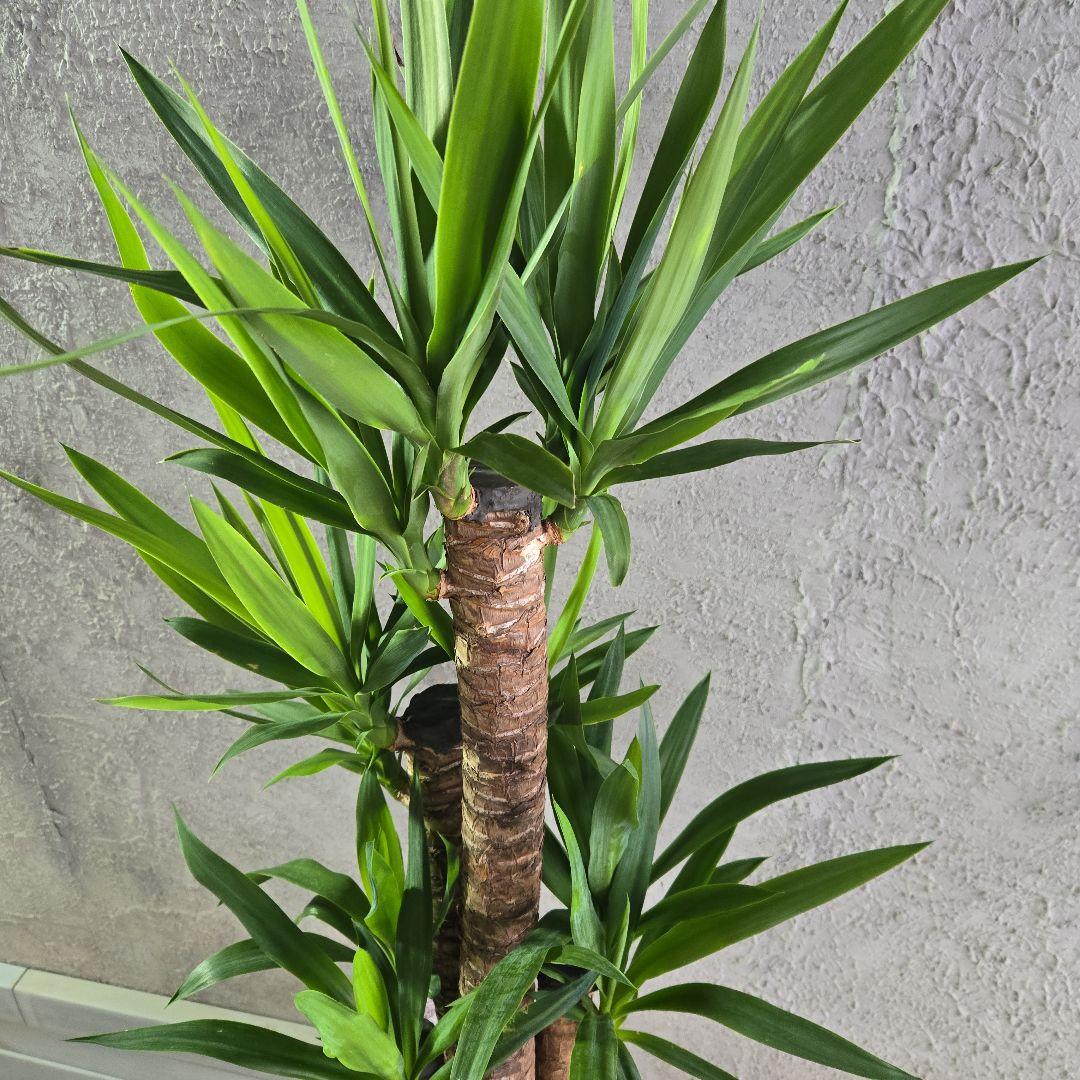⑱　ユッカ　エレファンテイペス　８号　特大苗木最高等級極上品‼️