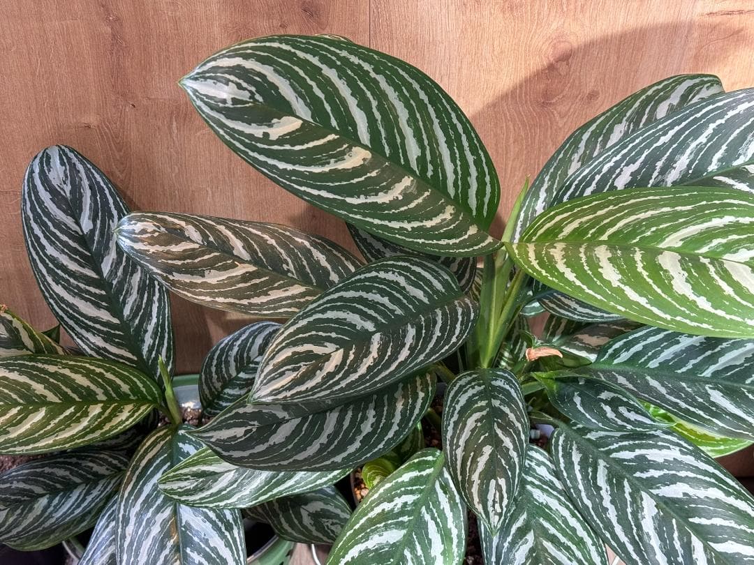 アグラオネマ 二ティドゥーム カーティシー 管理番号0045