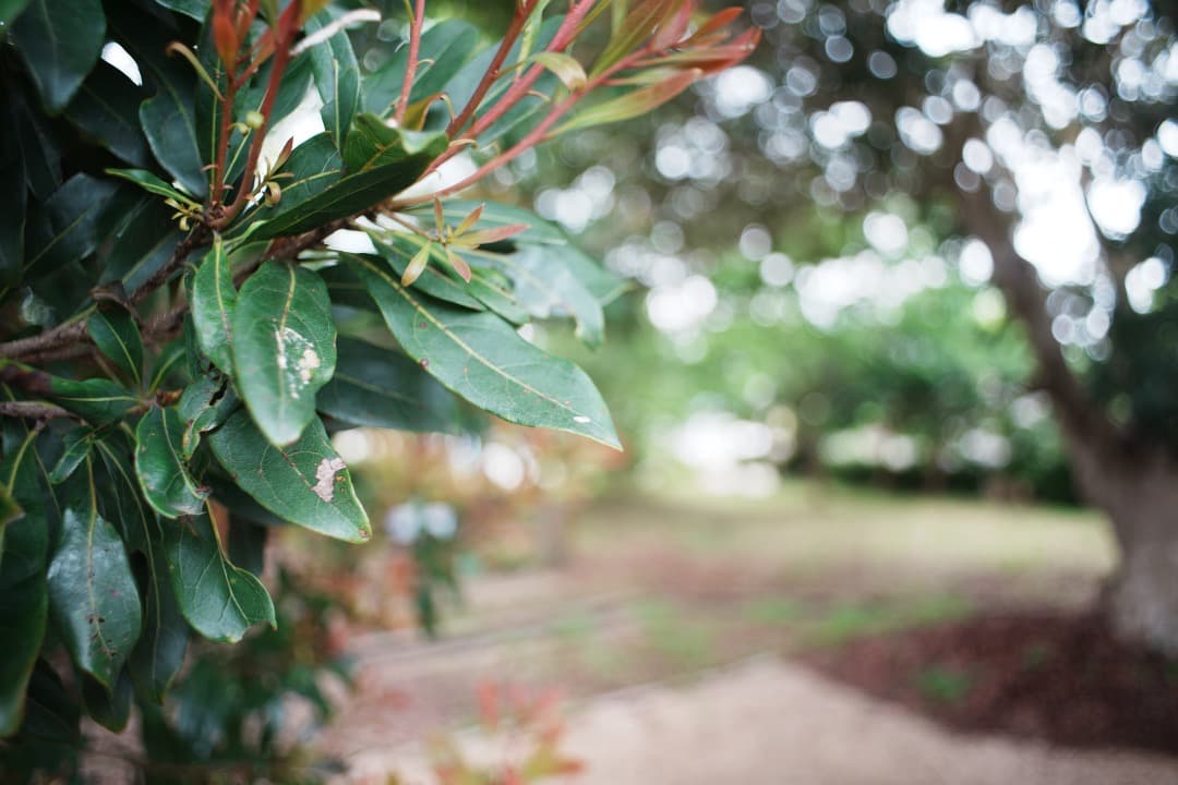 【希少・美品】 SMC Takumar 24mm F3.5 ペンタックス 993