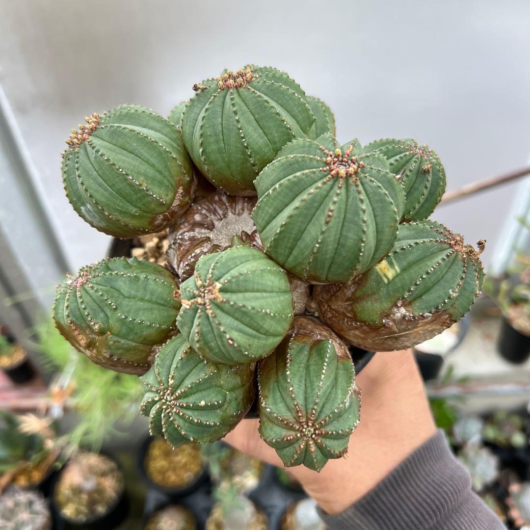 ユーフォルビア　オベサ梵天