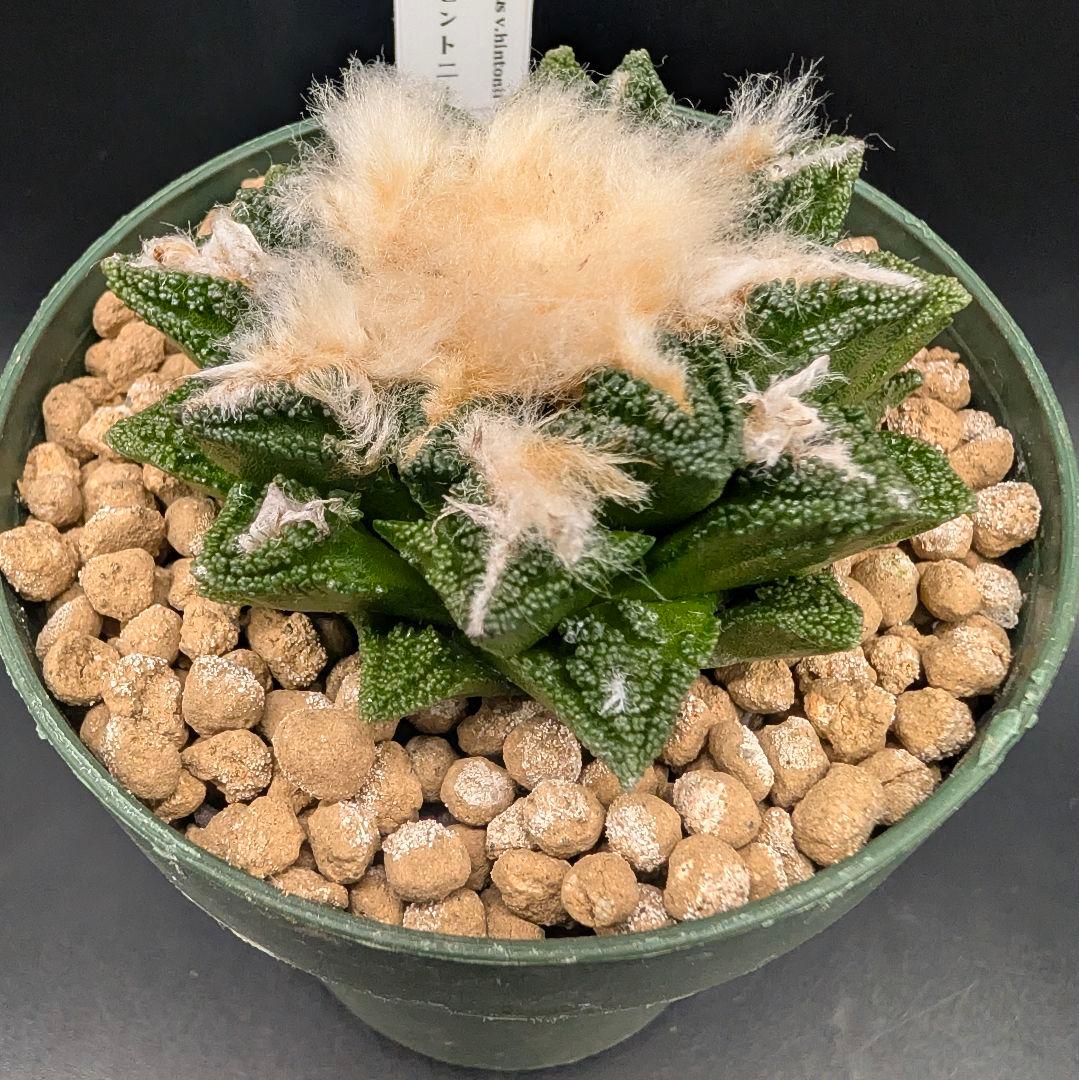 サ*生様 亀甲牡丹ヒントニー 国内実生 鉢植え メルカリ便送料込み