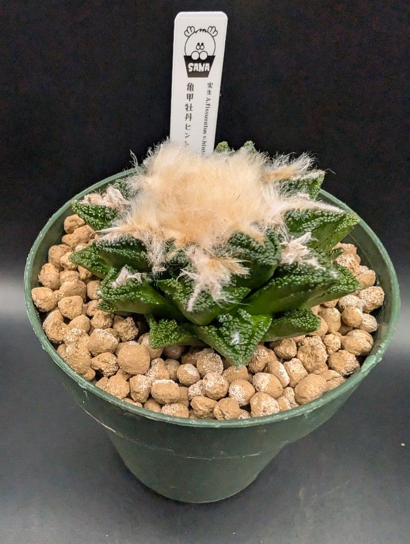 サ*生様 亀甲牡丹ヒントニー 国内実生 鉢植え メルカリ便送料込み