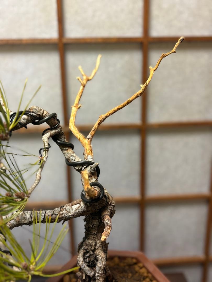 赤松盆栽❗️フォロワー様170人記念❗️値下げ❗️根上がり盆栽❗️黒松盆栽真柏盆栽