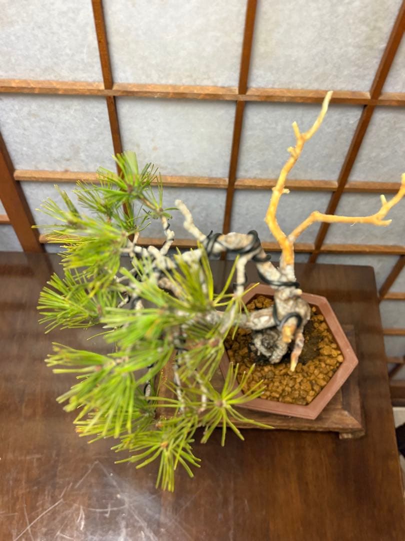 赤松盆栽❗️フォロワー様170人記念❗️値下げ❗️根上がり盆栽❗️黒松盆栽真柏盆栽