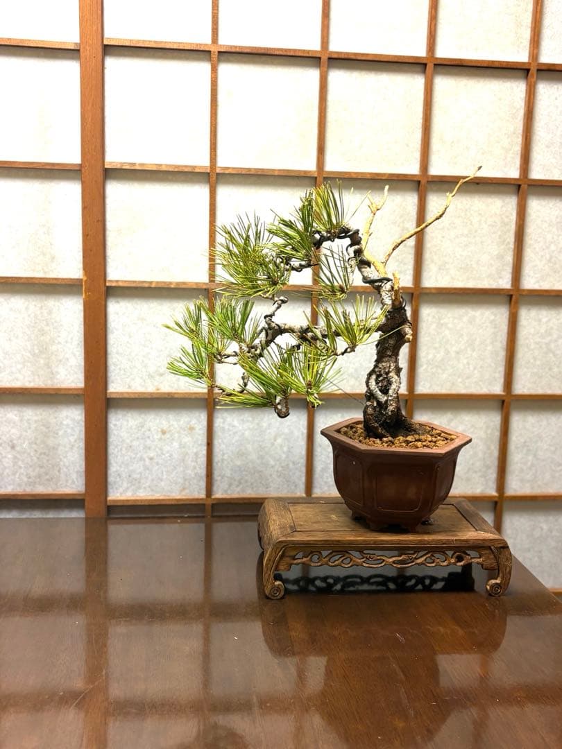赤松盆栽❗️フォロワー様170人記念❗️値下げ❗️根上がり盆栽❗️黒松盆栽真柏盆栽