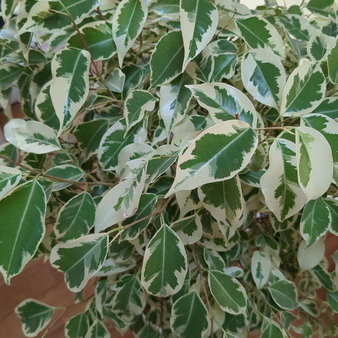 観葉植物　フィカスベンジャミナ・スターライトビューティークイーン　ねじり　7号