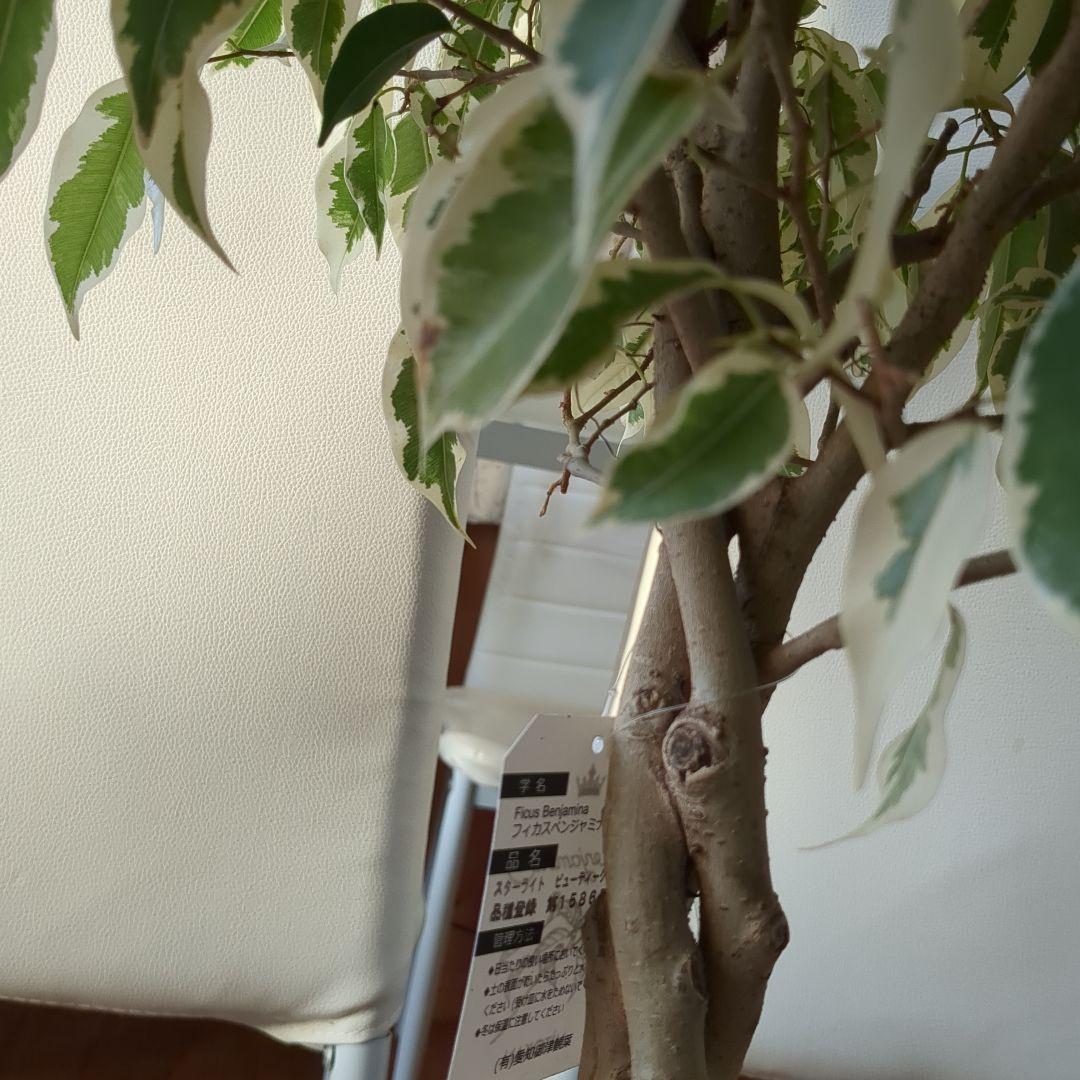 観葉植物　フィカスベンジャミナ・スターライトビューティークイーン　ねじり　7号