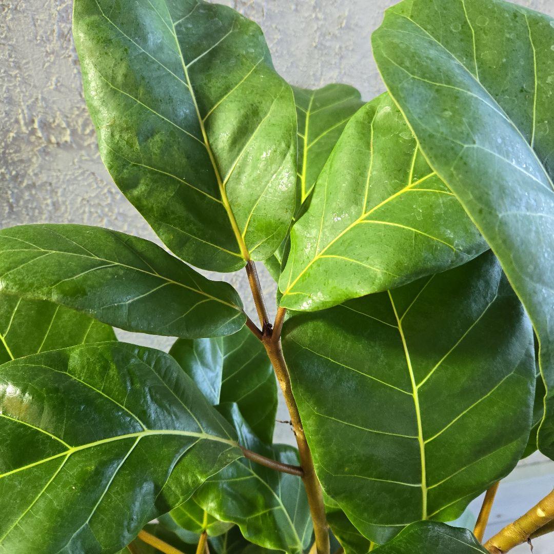 ①　フィカス　アフリカンプリンセス　曲がり仕立て８号最高等級極上品‼️希少品種