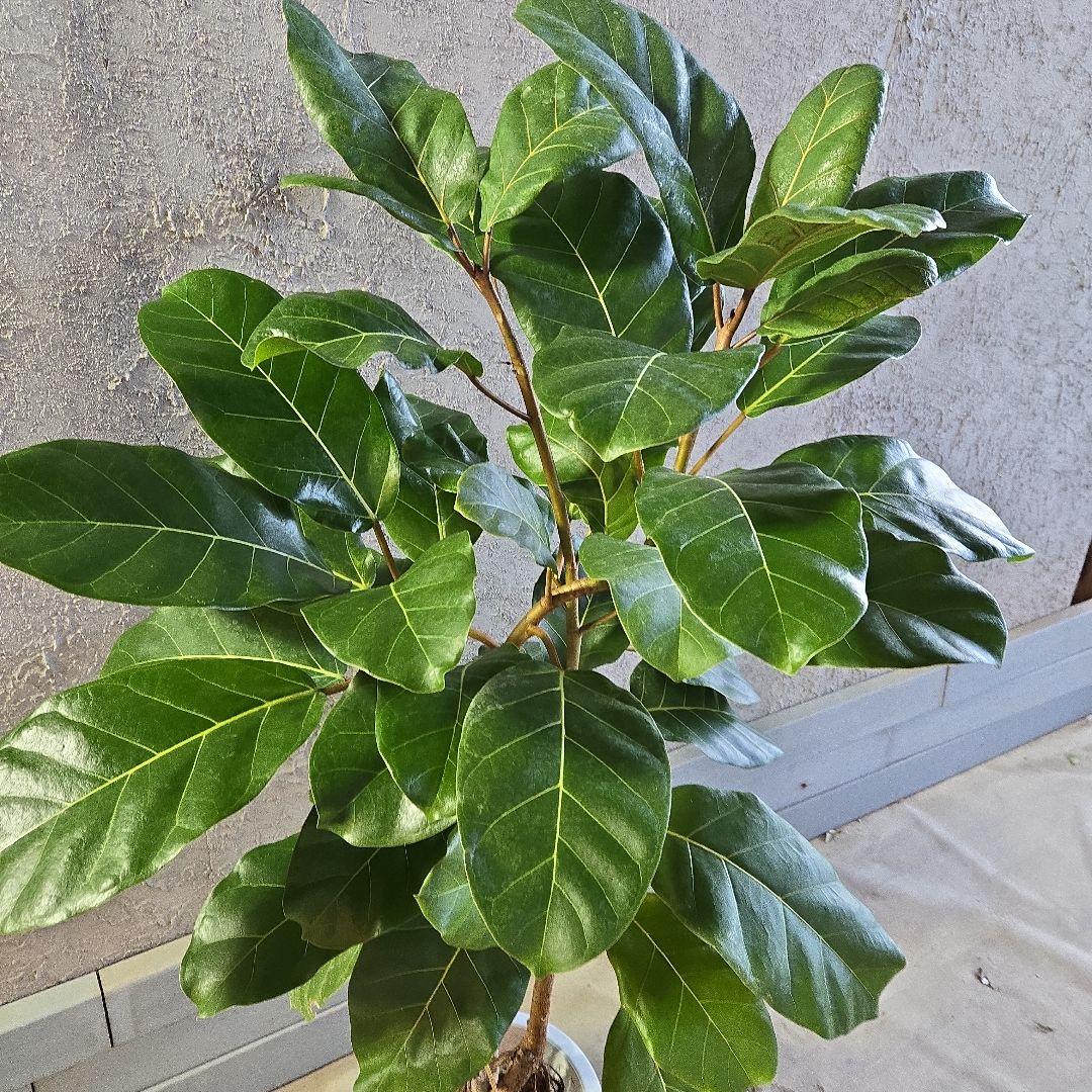 ①　フィカス　アフリカンプリンセス　曲がり仕立て８号最高等級極上品‼️希少品種