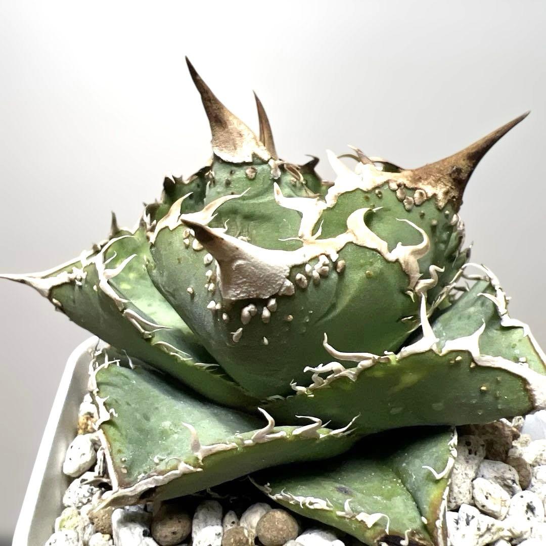 アガベ 鉢植発送 ブツブツ系 ノーネーム 極上血統 スペシャル個体 超特選株