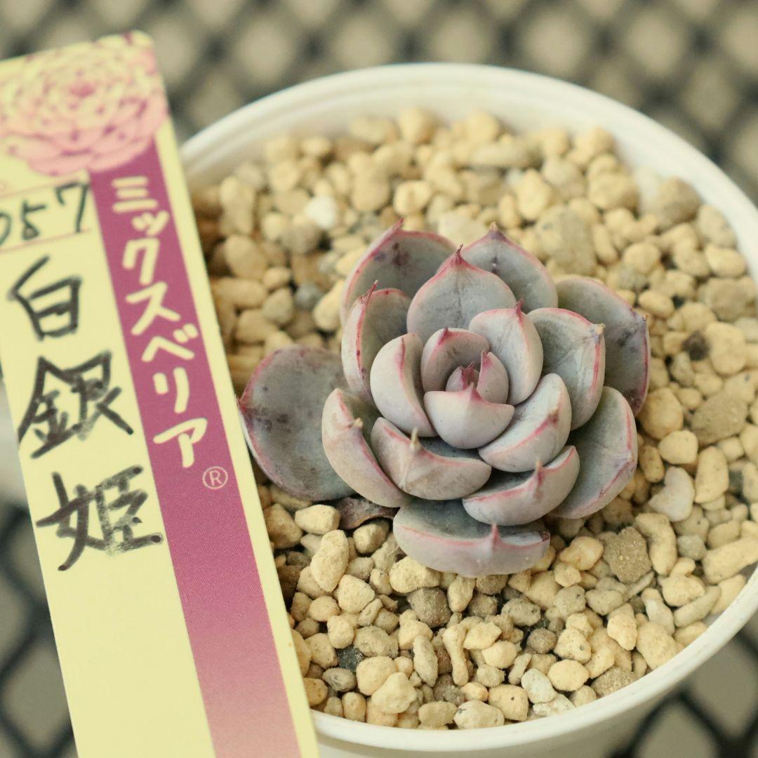 【おらいさん苗 】そわそわ、白玉美尼ほか10苗セット（多肉植物）