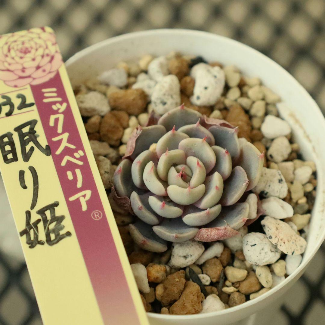 【おらいさん苗 】そわそわ、白玉美尼ほか10苗セット（多肉植物）