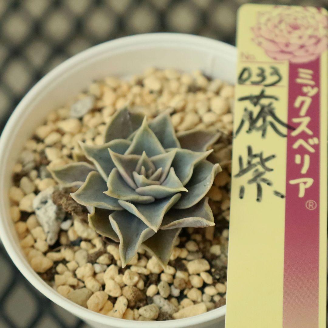 【おらいさん苗 】そわそわ、白玉美尼ほか10苗セット（多肉植物）