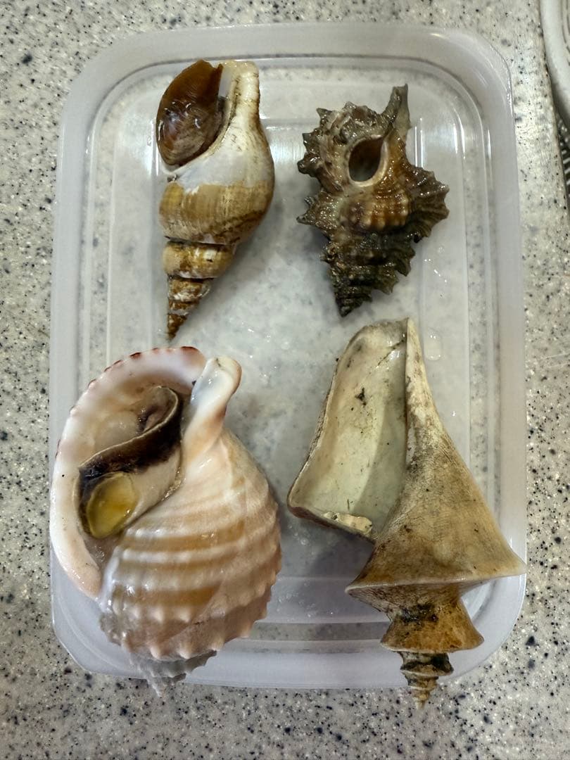 鬼*管様 貝
