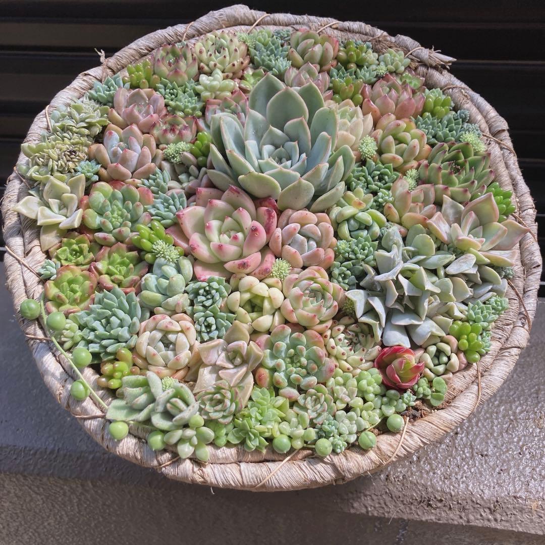 多肉植物　寄せ植え　韓国苗　特大