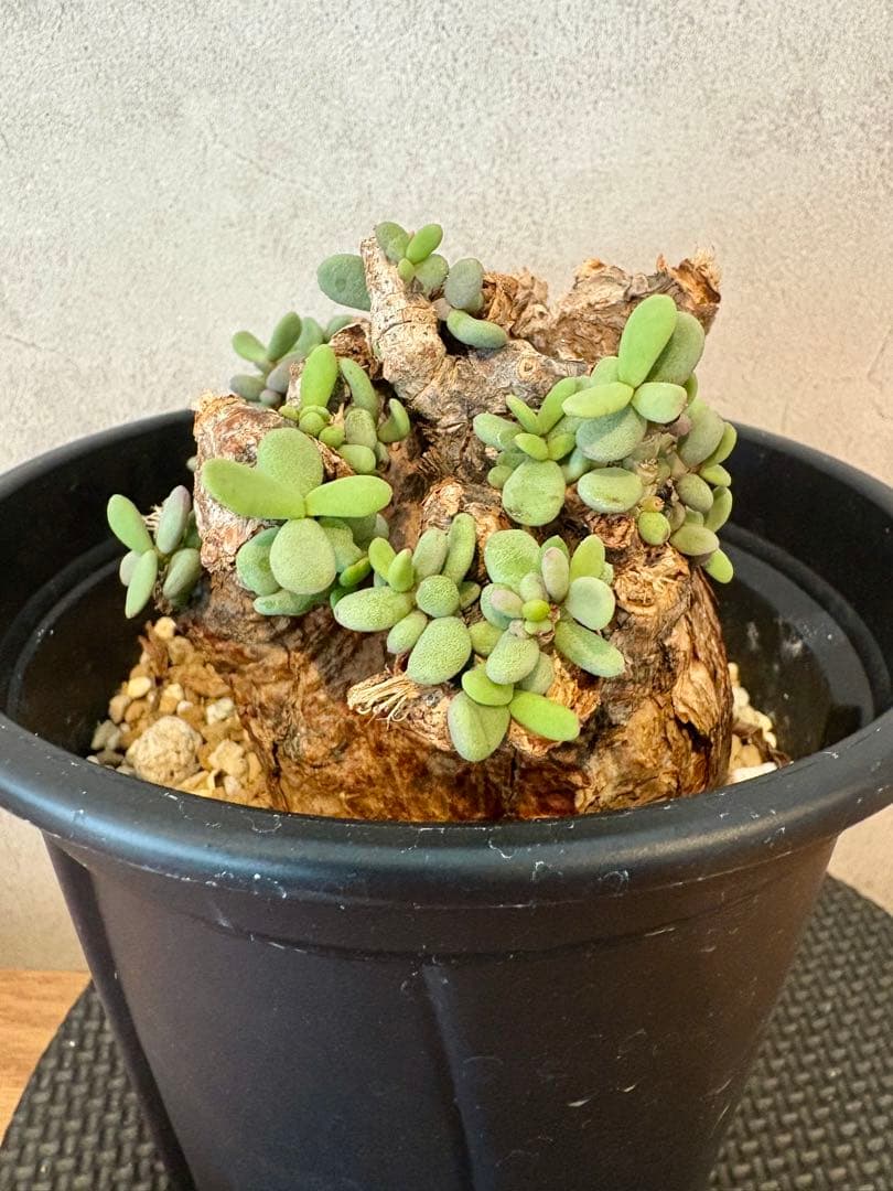 【大株】ケラリア　ピグマエア　現地球