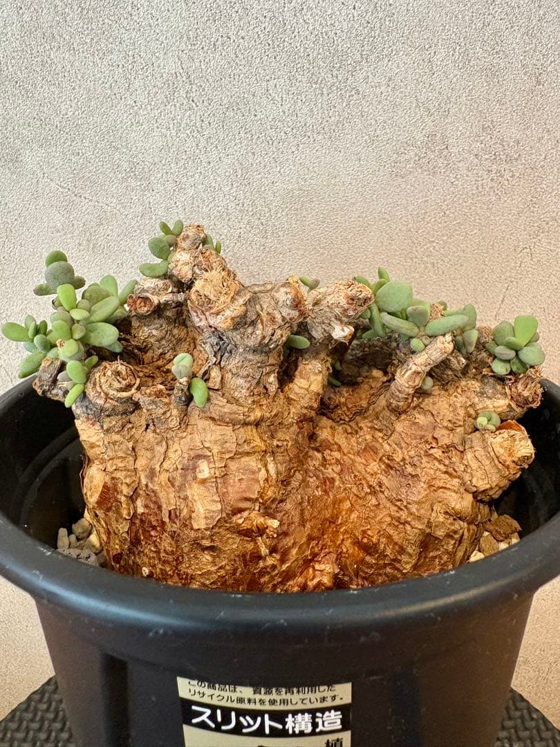 【大株】ケラリア　ピグマエア　現地球