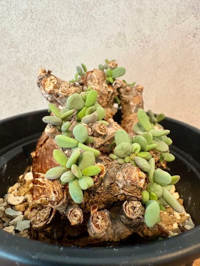 【大株】ケラリア　ピグマエア　現地球