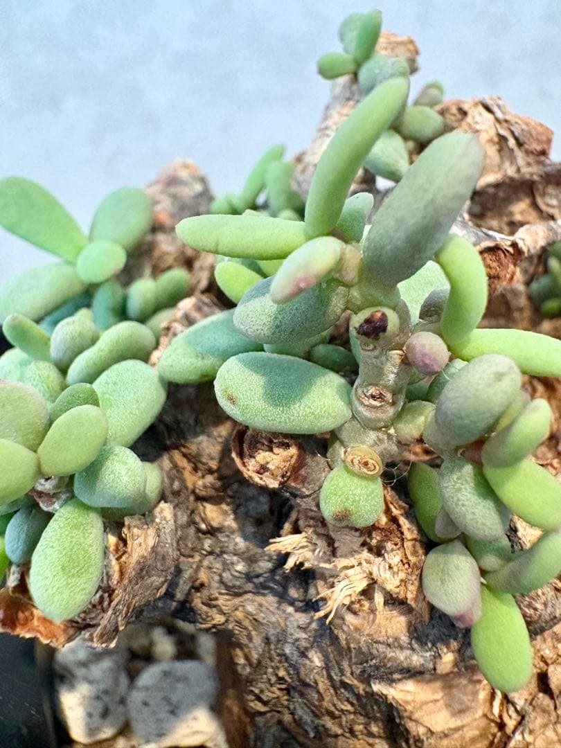 【大株】ケラリア　ピグマエア　現地球