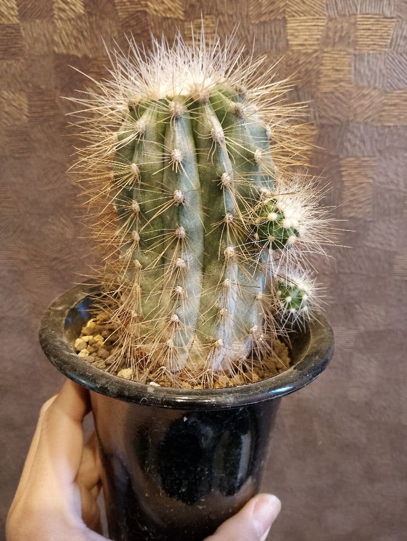 \"特選 特大\" コピアポア ・ クラインジアナ 雷血丸