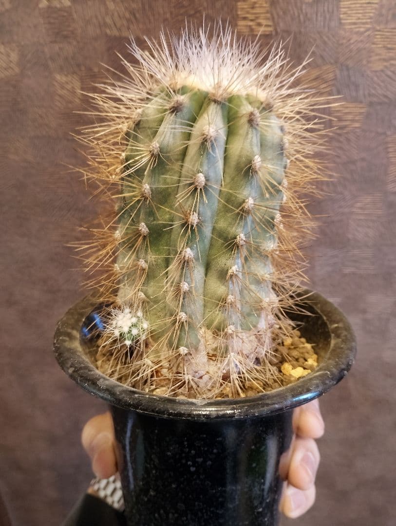 \"特選 特大\" コピアポア ・ クラインジアナ 雷血丸