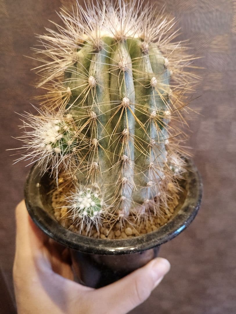 \"特選 特大\" コピアポア ・ クラインジアナ 雷血丸