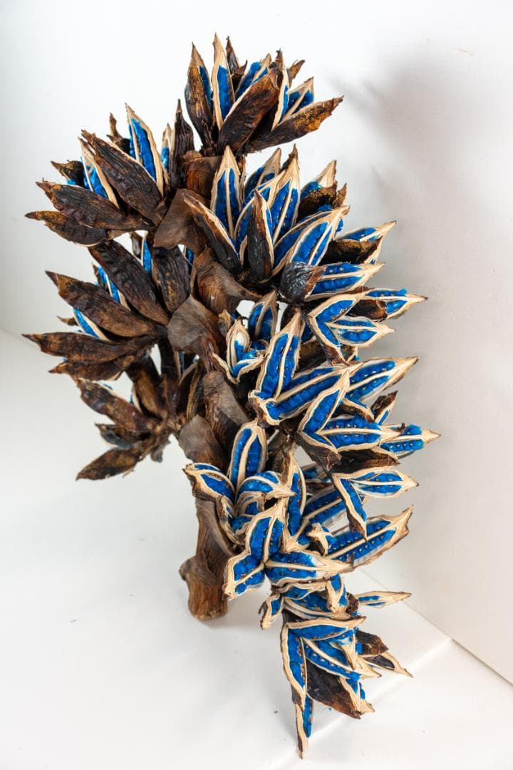 タビビトノキ 青い種 4 旅人の木 オオギバショウ 丸ごと 種子