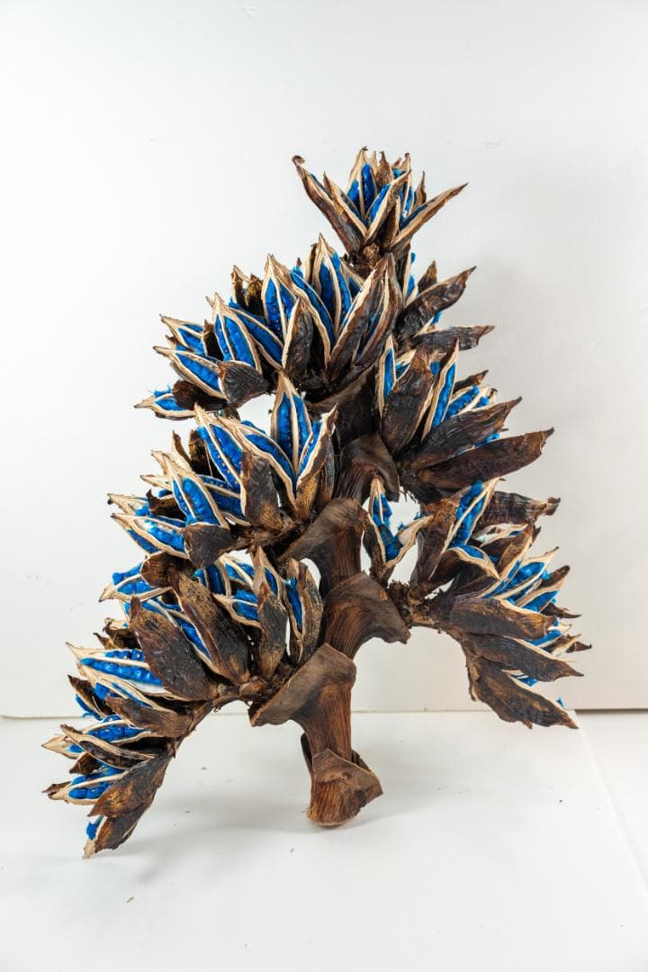 タビビトノキ 青い種 4 旅人の木 オオギバショウ 丸ごと 種子