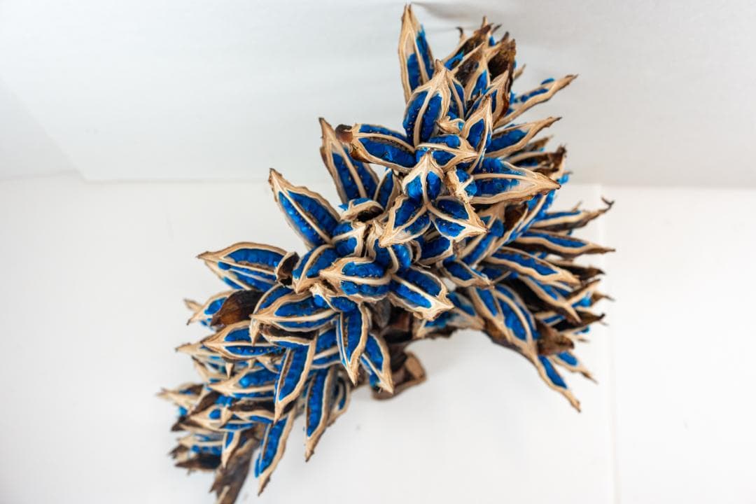 タビビトノキ 青い種 4 旅人の木 オオギバショウ 丸ごと 種子